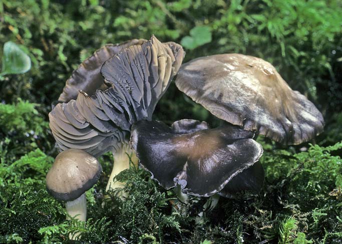 Hygrophorus subviolaceus
